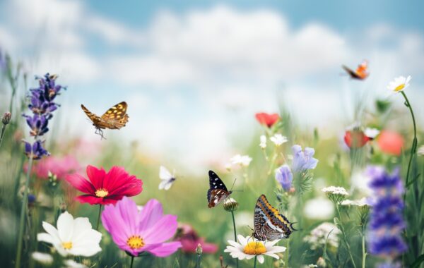 Mottobild Dunninger Frühling 2024, bunte Blumenwiese mit Schmetterlingen